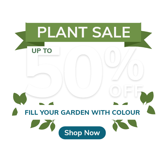 Autumn Plant Sale: Up to 50% Off