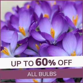 Bulb Sale: Up to 60% off