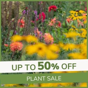 Plant Sale: Up to 50% Off