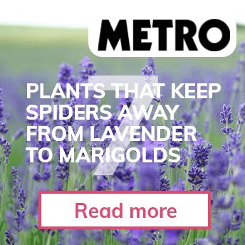 Plants to keep spiders away