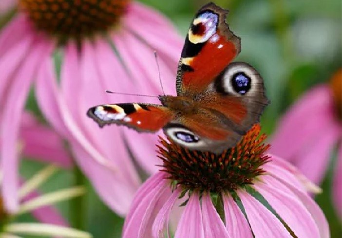 Perennials