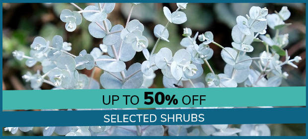 Selected Shrubs: Up to 50% Off