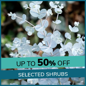 Selected Shrubs: Up to 50% Off