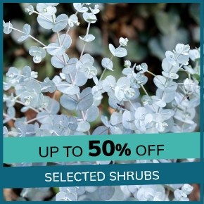 Selected Shrubs: 50% Off