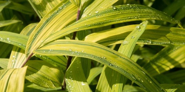 Bamboo leaves with water beading on them