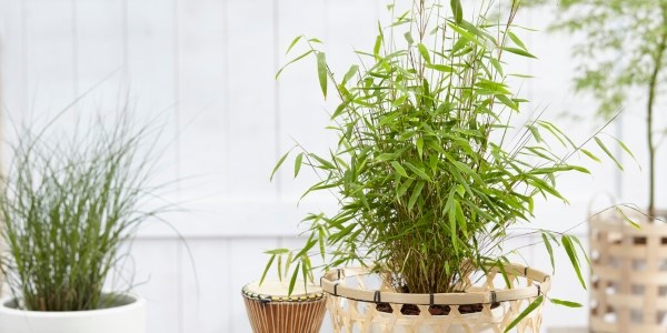 A crisp white room with houseplants dotted around, bamboo being in a pot closest to the camera