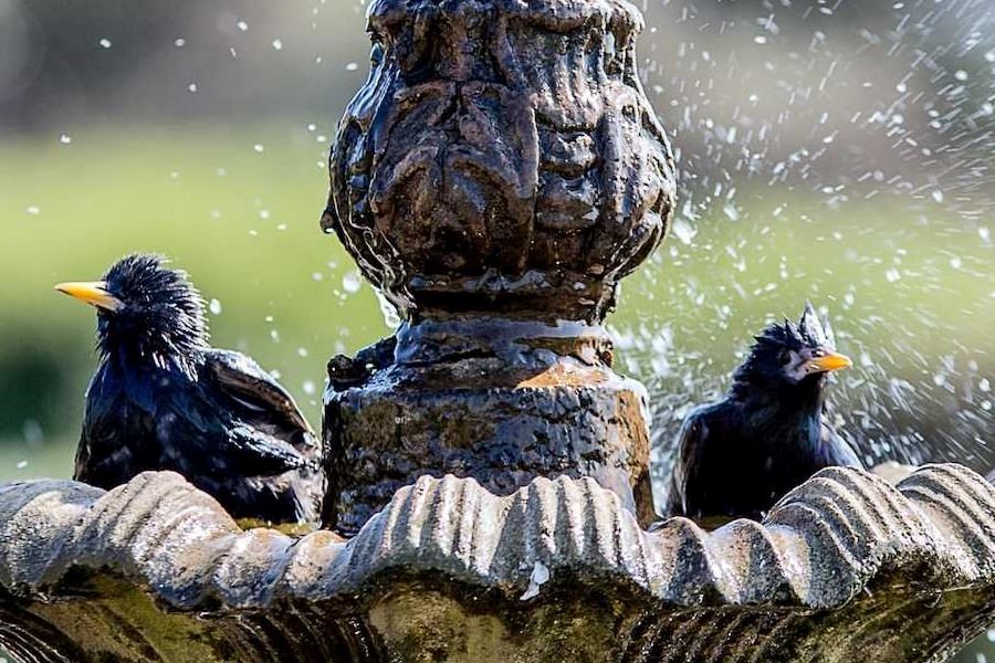Garden birds in bird bath