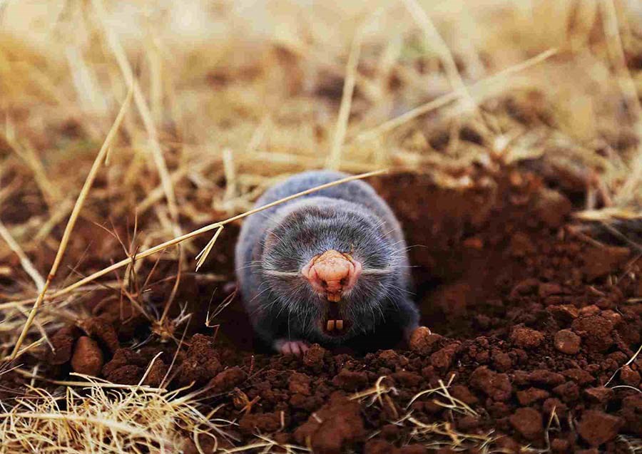 How to Deter Moles From the Garden