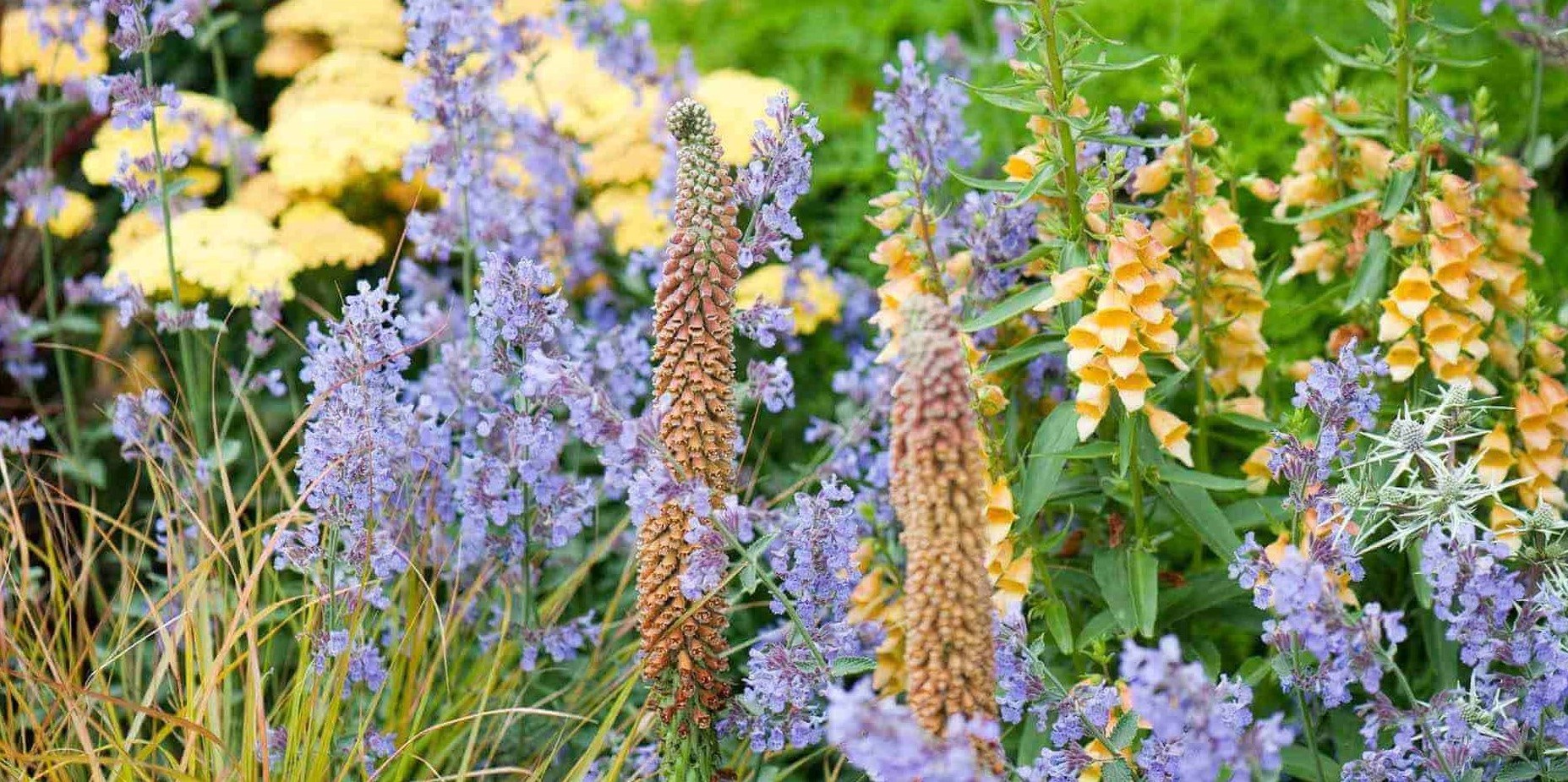 What Are Perennials?