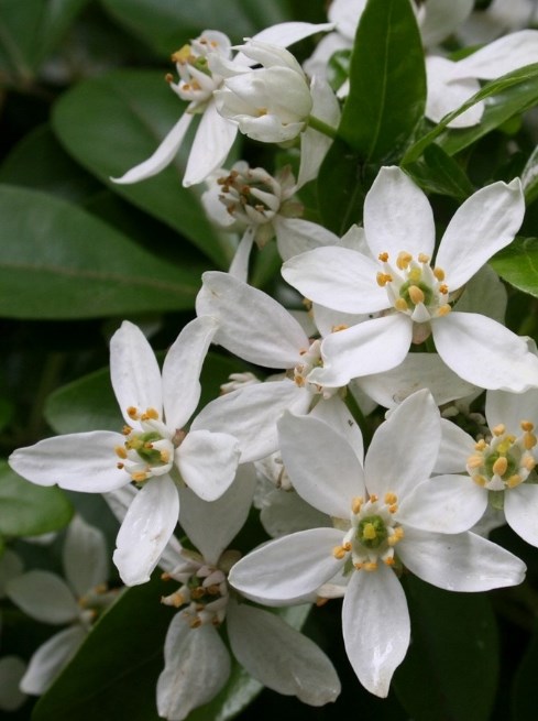 Outdoor Plants for Gifting