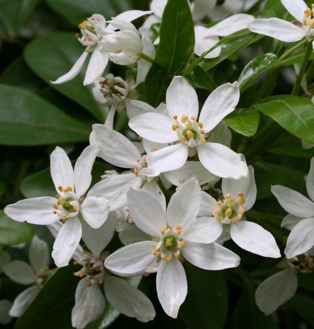 Outdoor Plants for Gifting
