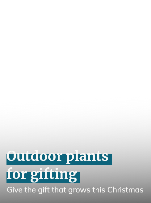 Outdoor Plants for Gifting