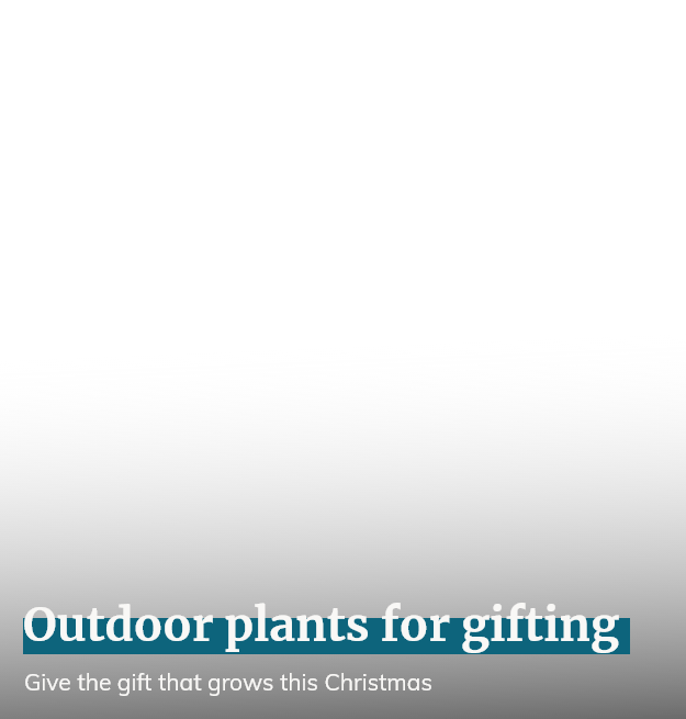 Outdoor Plants for Gifting