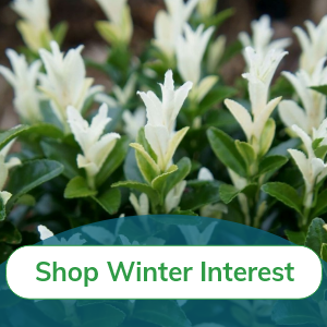 Winter Interest Plants