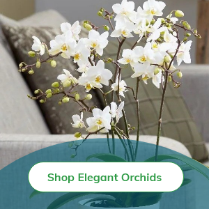 Elegant Orchids