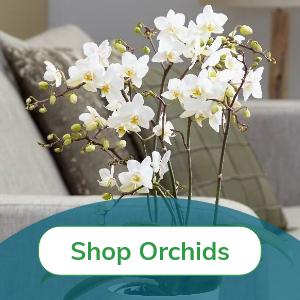 Elegant Orchids