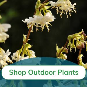 Outdoor Plants for Gifting