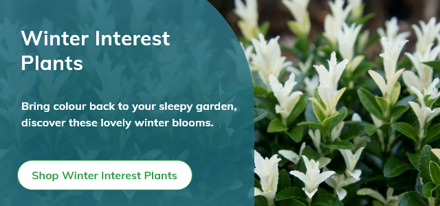 Winter Interest Plants