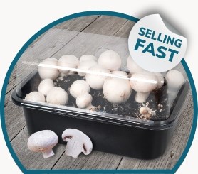 Selling Fast: Mushroom Grow Kit