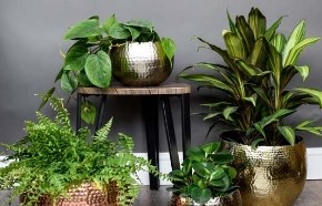 Indoor Planters