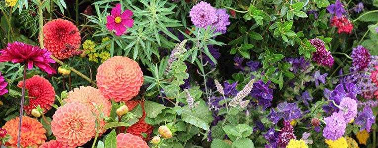 The best plant combinations