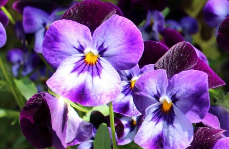 10 Best Container Plants for Winter
