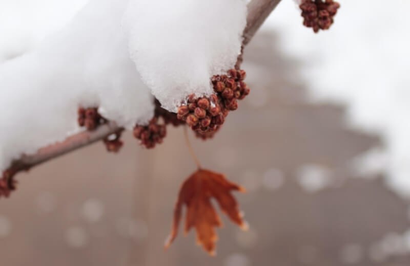 Top 5 Quick Tips To Save Your Garden From Unexpected Snow