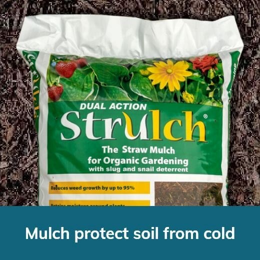 Mulch Protect Soil from Cold