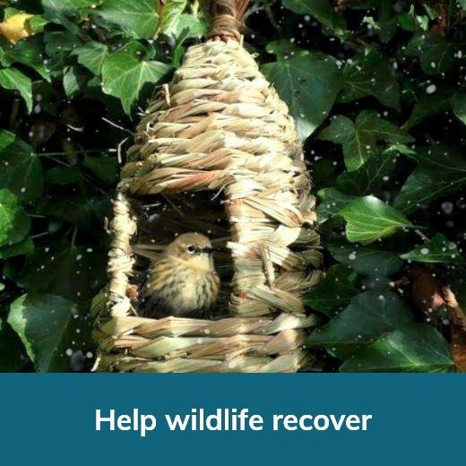Help Wildlife Recover