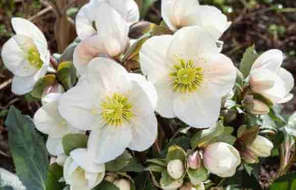 Frost Friendly Plants
