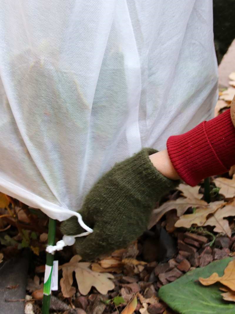 Shop Beat the Frost