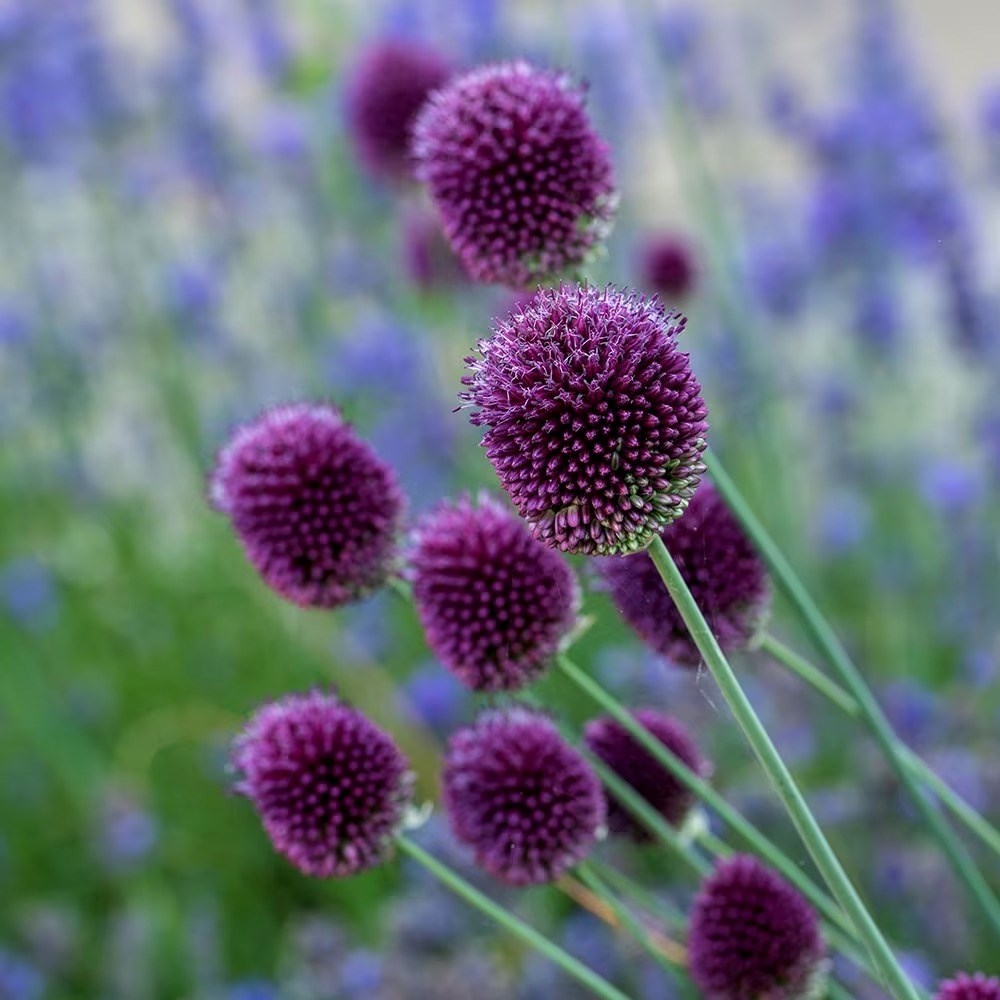 Selected Alliums