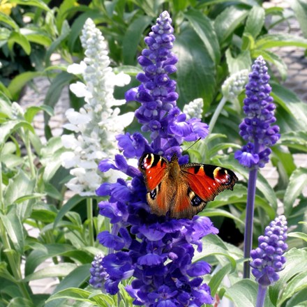 Salvia Sea of Butterflies Mixed
