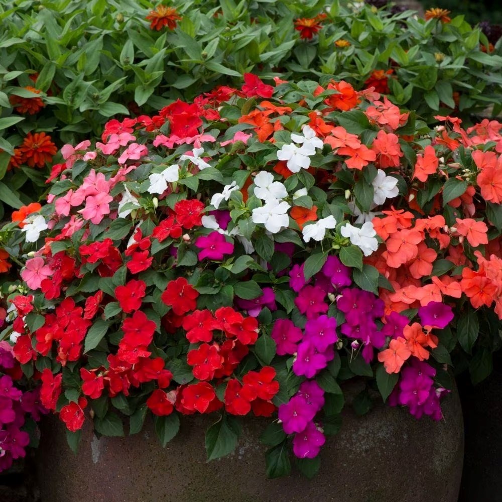 Busy Lizzie Beacon Select Mixture | Impatiens 