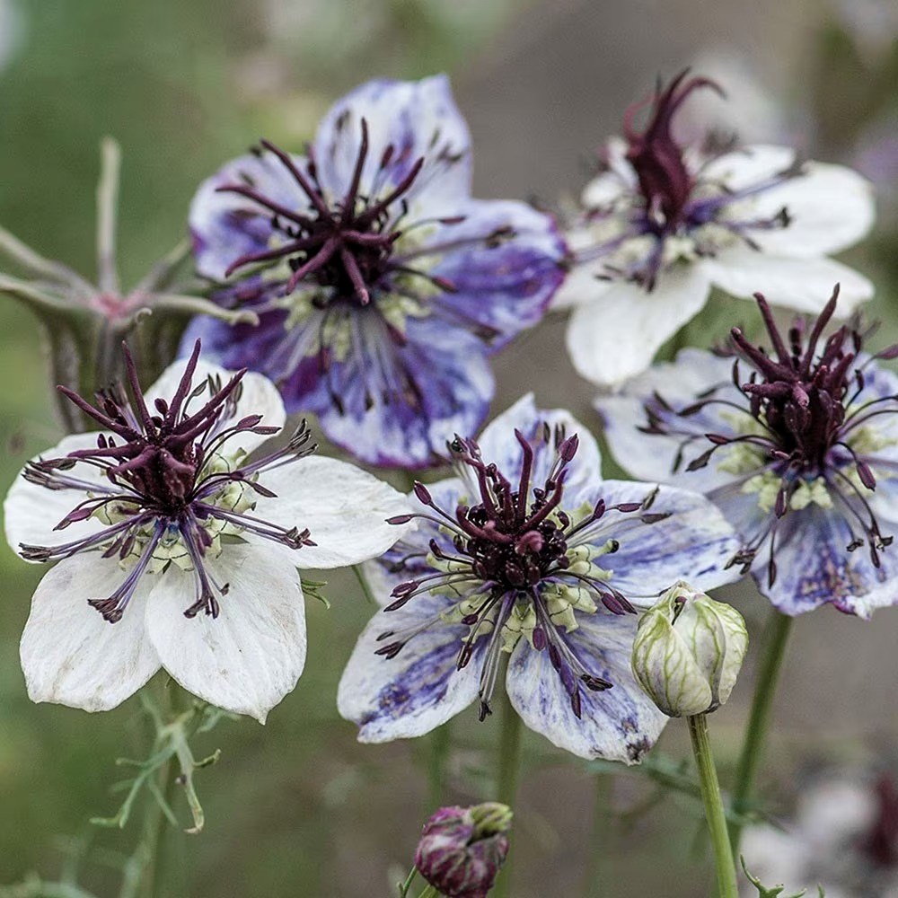 Nigella papillosa Delft Blue | Love-in-a-mist