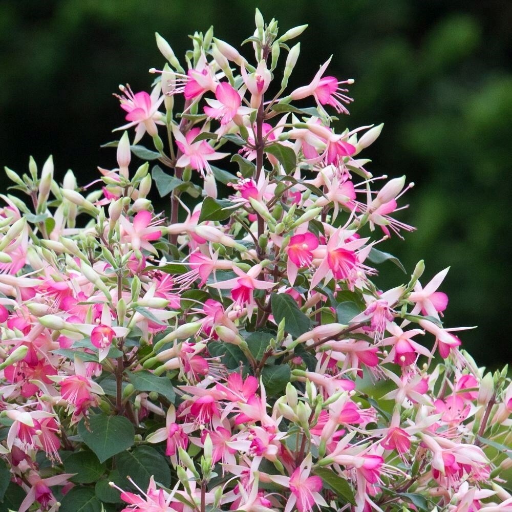 Fuchsia Walz Jubelteen | Upright Bush Fuchsia