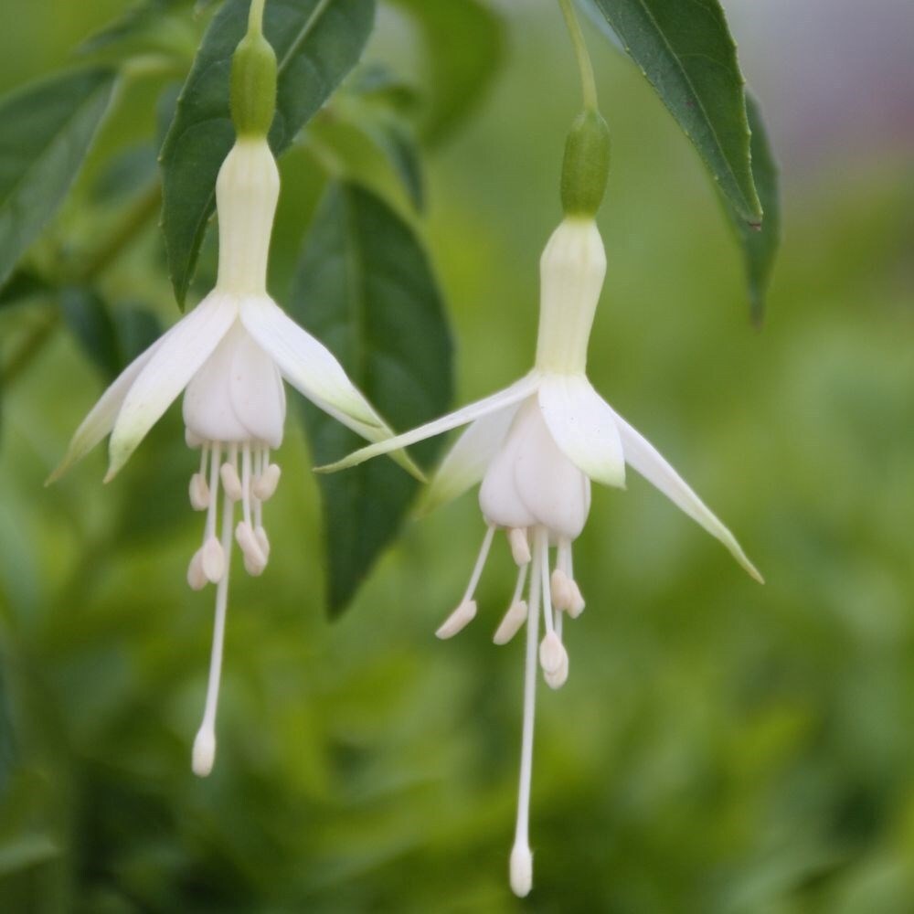Fuchsia Hawkshead | Hardy Fuchsia