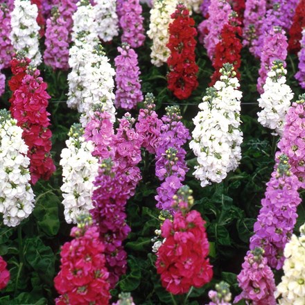 Stocks Fragrance Mixed (10 Week Mixed) | Brompton Stocks