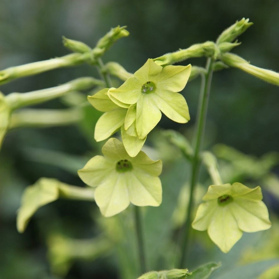 Nicotiana Lime Green | Tobacco Plant | approx 1600 seeds