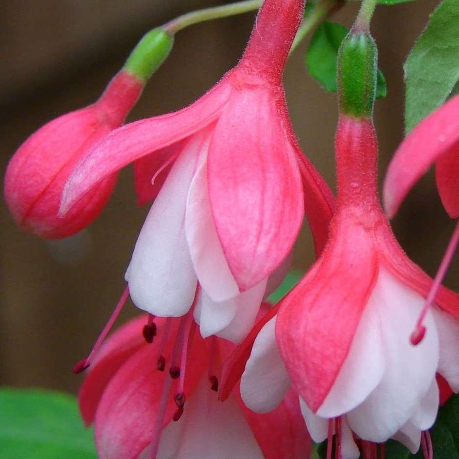 Fuchsia Lady Thumb | Hardy Fuchsia | 2L Pot