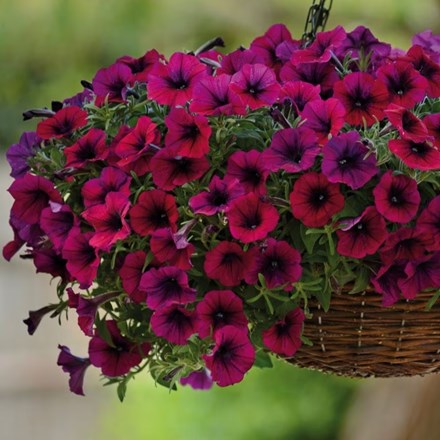 Petunia multiflora Shock Wave Deep Purple