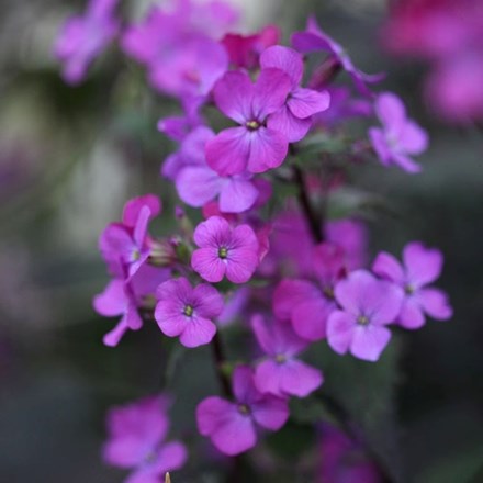 Lunaria annua Chedglow