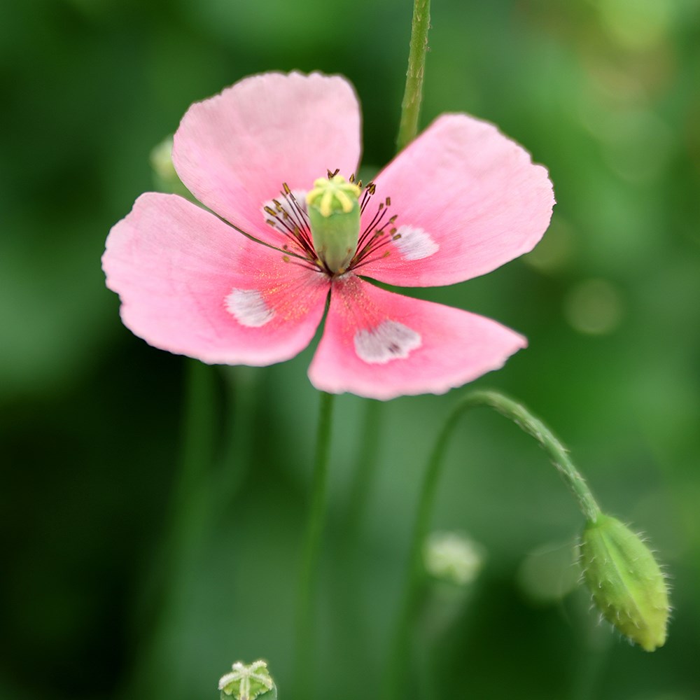Papaver Dubium Lecoqii Albiflorum | Beths Poppy