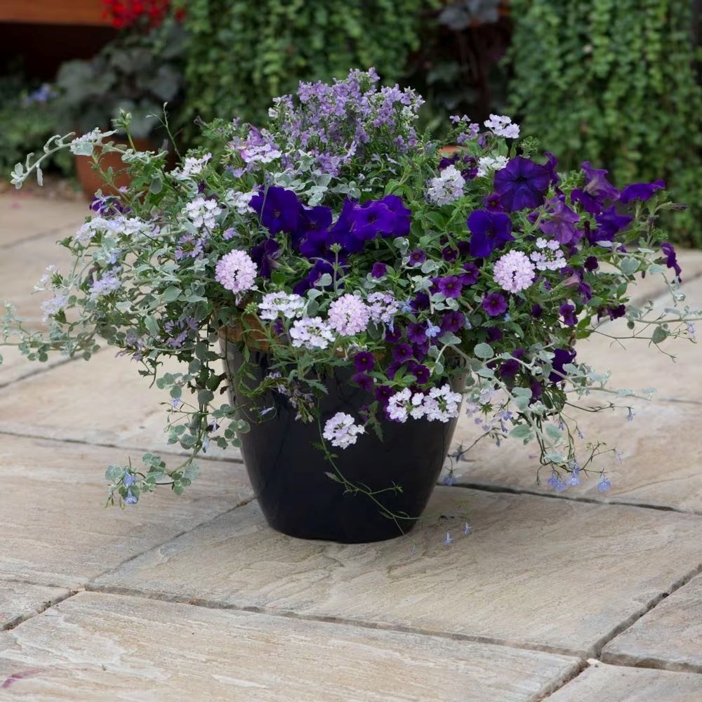 Sea Blues Easyplanter