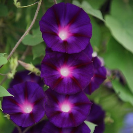 Ipomoea purpurea Grandpa Ott | Morning Glory