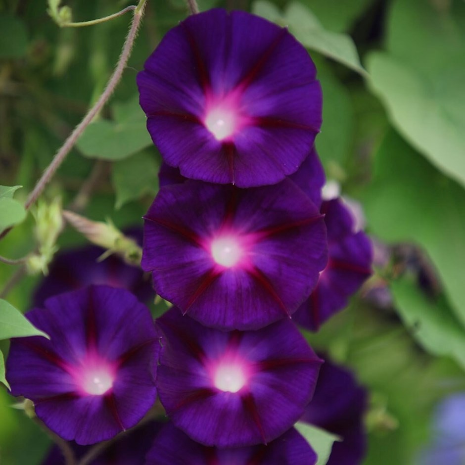 Ipomoea purpurea Grandpa Ott | Morning Glory