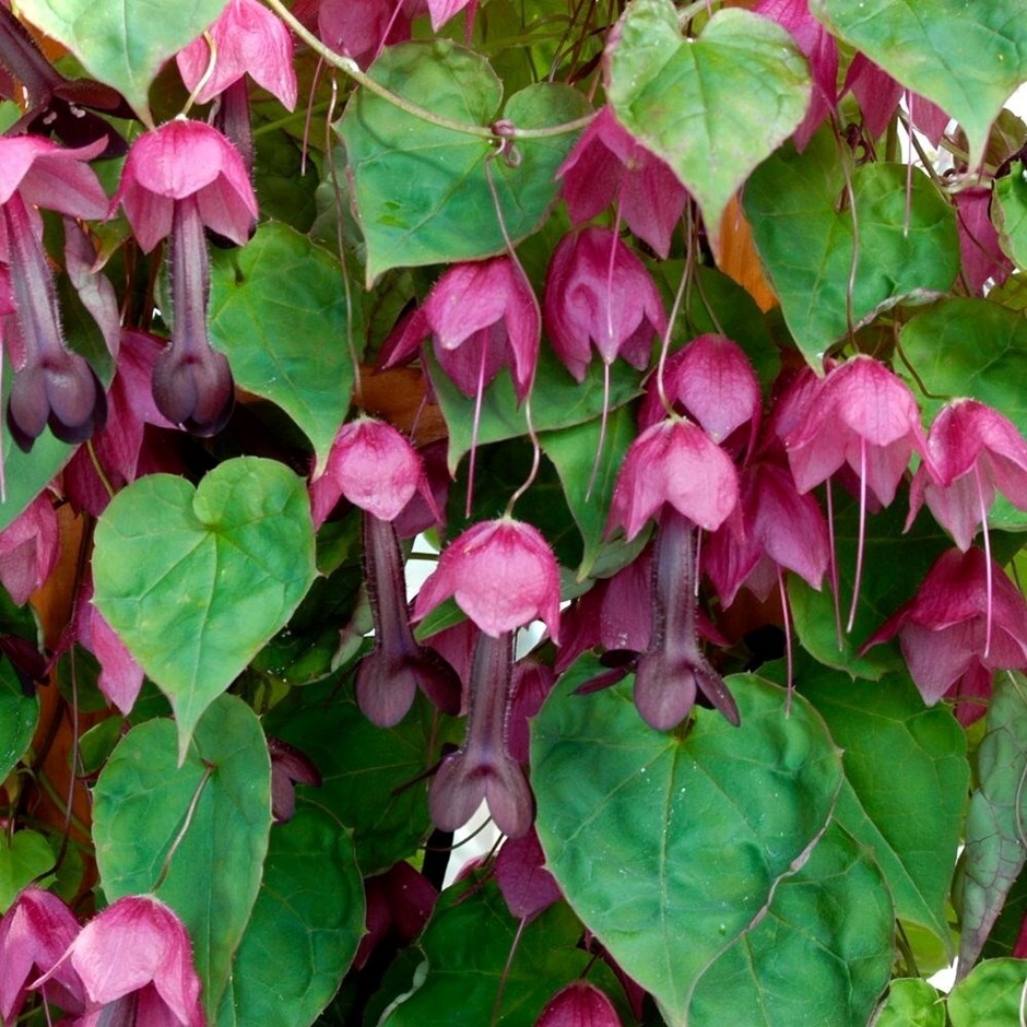Rhodochiton Aatrosanguineus | Purple Bell Vine