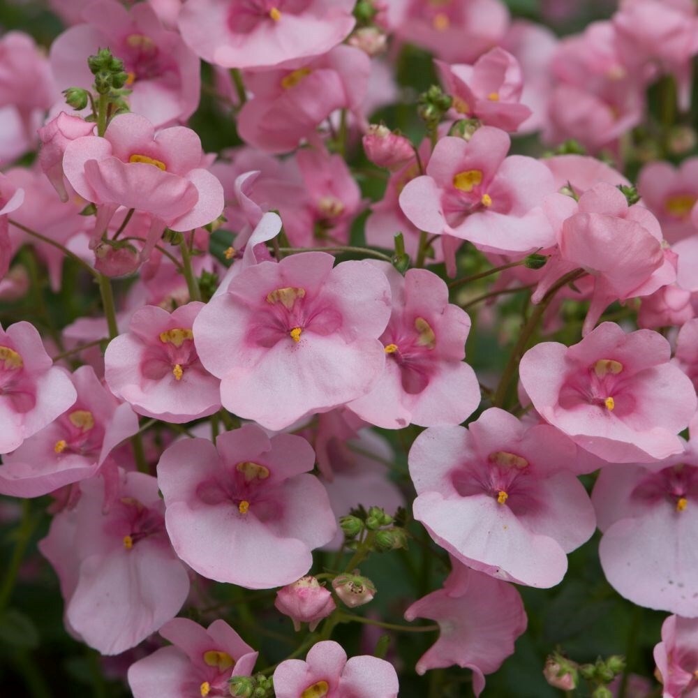 Diascia Diamond Light Pink