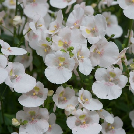 Diascia Diamond White Blush | Diascia