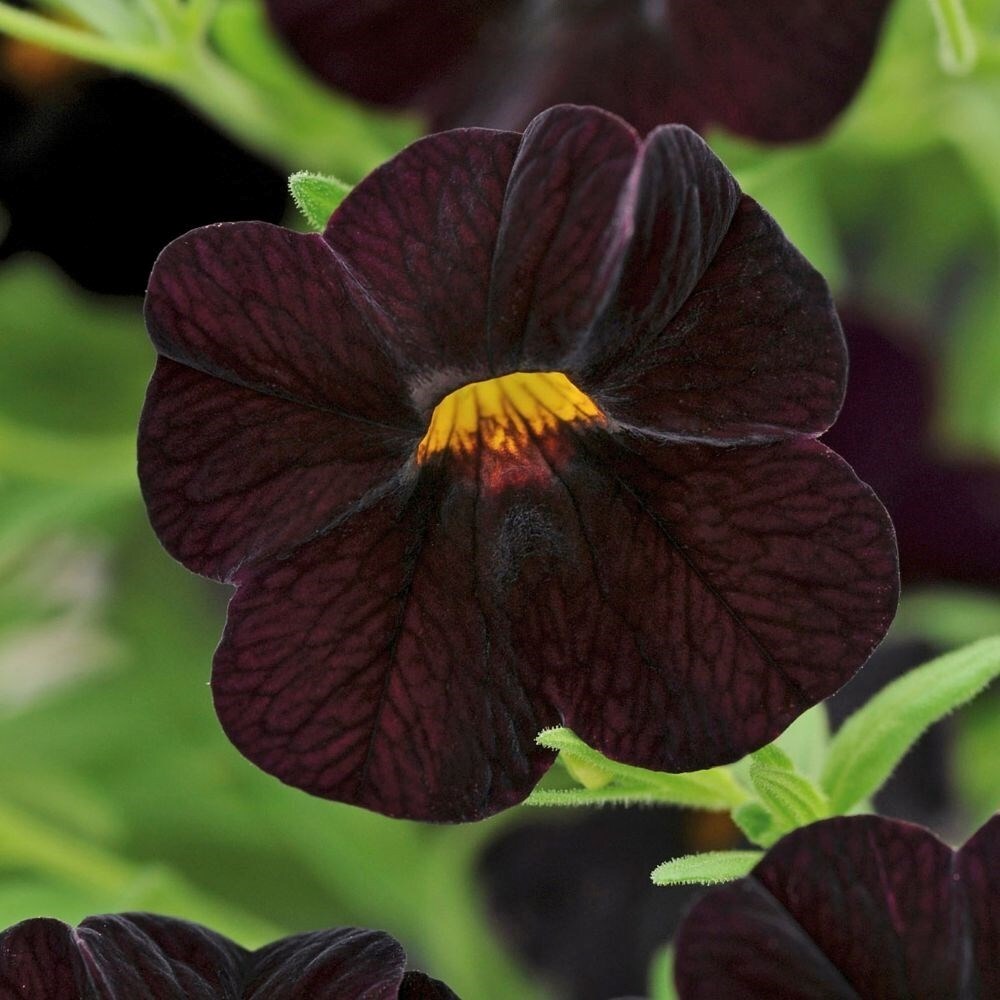 Calibrachoa Can-Can Black Cherry | Mini Petunia Or Million Bells